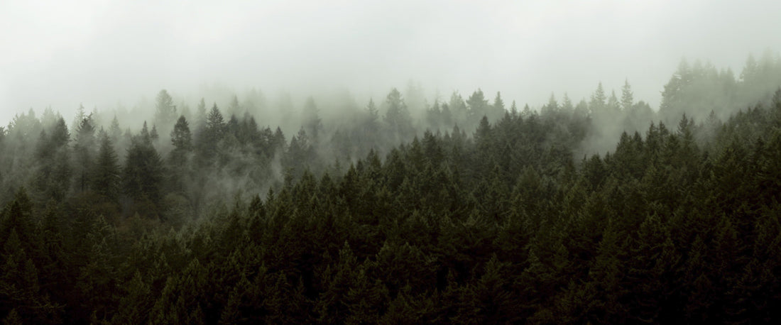 Sustainably Sourced Wood: What’s the Deal?