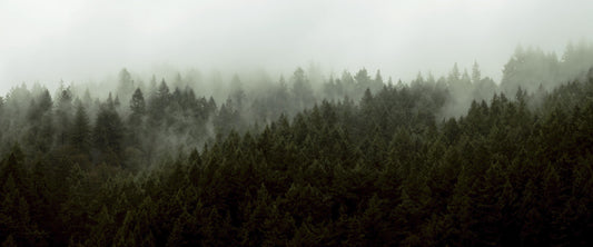 Sustainably Sourced Wood: What’s the Deal?