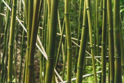 A Deep Dive Into Bamboo: Is it Sustainable?