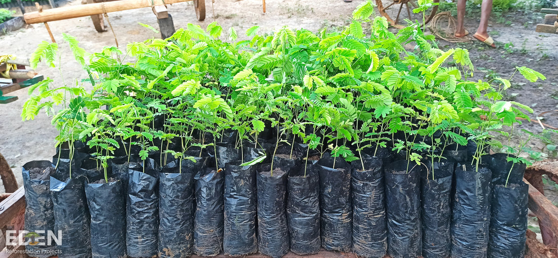 Can Planting Trees Really Make a Difference?